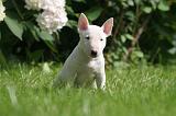 BULL TERRIER MINIATURE 156
